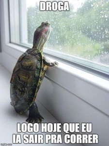 tartaruga