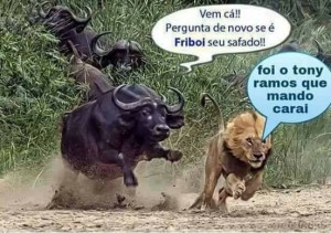 friboi