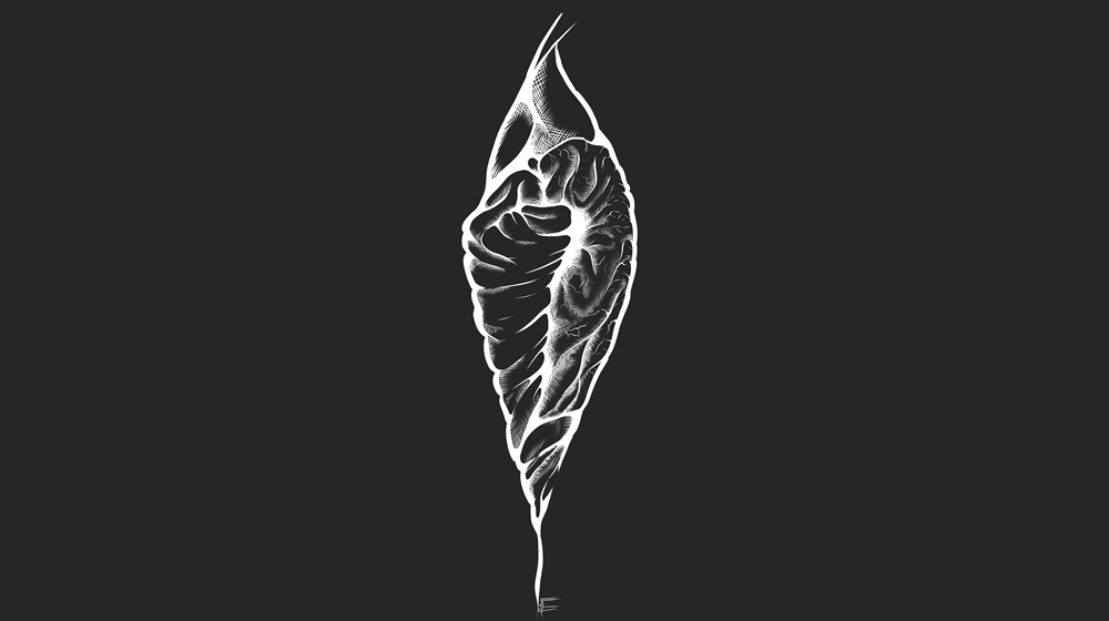 vagina normal