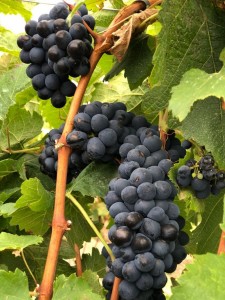 03/09/2018. Crédito: Sueli Maestri/Divulgação. Brasil. Brasília - DF. Favas Contadas. Vinhedo Girassol em Cocalzinho de Goiás. Uva Syrah.