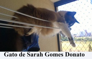 Crédito: Arquivo Pessoal. Gato de Sarah Gomes Donato em posição inusitada, matéria Bichos.