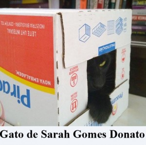 Crédito: Arquivo Pessoal. Gato de Sarah Gomes Donato em posição inusitada, matéria Bichos.