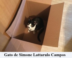 Crédito: Arquivo Pessoal. Gato de Simone Lattarulo Campos em posição inusitada, matéria Bichos.