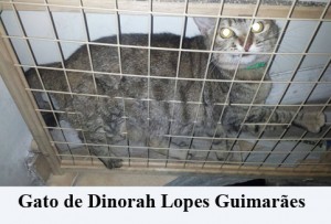 Crédito: Arquivo Pessoal. Gato de Dinorah Lopes Guimarães em posição inusitada, matéria Bichos.