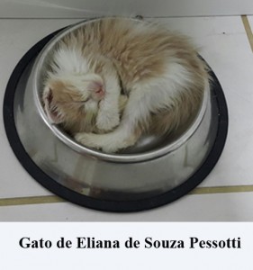 Crédito: Arquivo Pessoal. Gato de Eliana de Souza Pessotti em posição inusitada, matéria Bichos.
