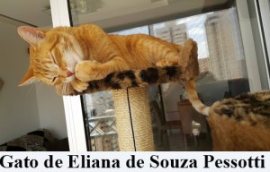 Crédito: Arquivo Pessoal. Gato de Eliana de Souza Pessotti em posição inusitada, matéria Bichos.