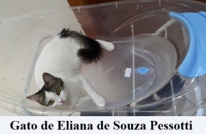 Crédito: Arquivo Pessoal. Gato de Eliana de Souza Pessotti em posição inusitada, matéria Bichos.