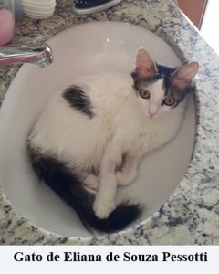 Crédito: Arquivo Pessoal. Gato de Eliana de Souza Pessotti em posição inusitada, matéria Bichos.
