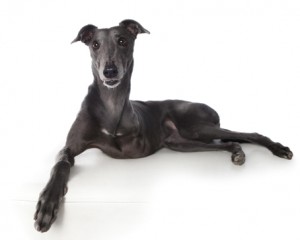 Foto: Alex Cearns/Houndstooth Studio. 