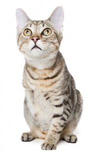 Fotos de animais deficientes do projeto Perfect Imperfection, da fotógrafa Alex Cearns.Crédito: Alex Cearns/Houndstooth Studio. Fotos de animais deficientes do projeto Perfect Imperfection, da fotógrafa Alex Cearns.
