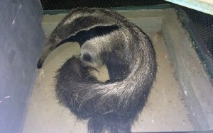 Foto PMDF/Divulgação