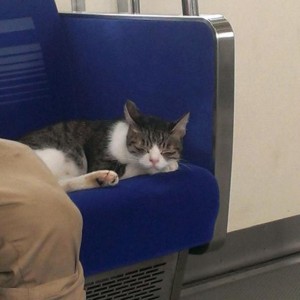 GATO5