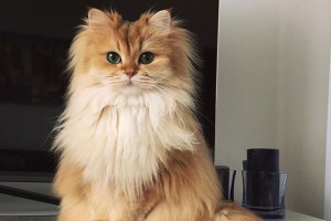 gato-mais-bonito-da-internet-bluebus-capa