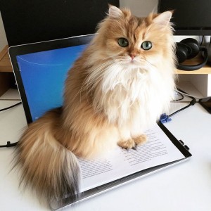 gato-mais-bonito-da-internet-bluebus3