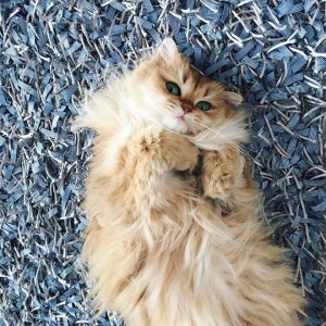 gato-mais-bonito-da-internet-bluebus5