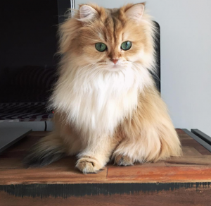 gato-mais-bonito-da-internet-bluebus6