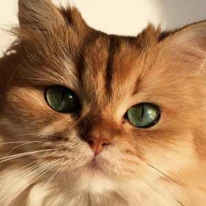 gato-mais-bonito-da-internet-bluebus7