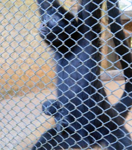 Foto Divulgação Zoo Brasília