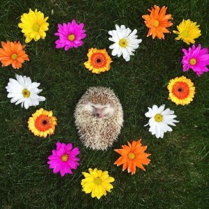 porco2