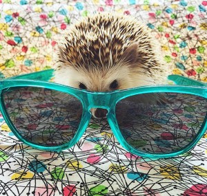 porco4