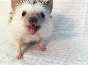 porco5