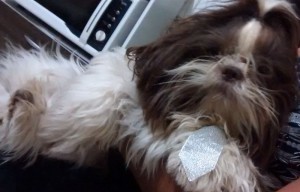 2016. Crédito: Laudirene Pereira/Divulgação. Detetives de animais. O shih tzu Bob, de Laudirene Pereira, está desaparecido desde janeiro.