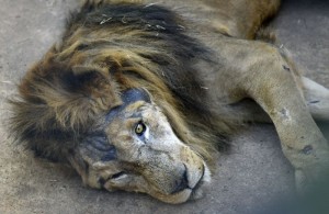Dudu é um dos animais mais velhos do Zoológico de Brasília: 22 anos.Foto Ed Alves/@cbfotografia