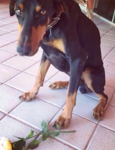 2016. Crédito: Julia Carneiro/Divulgaçao. Bichos. O doberman Orfeu.