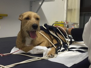 Prince no primeiro atendimento no Hospital Veterinário da UnB