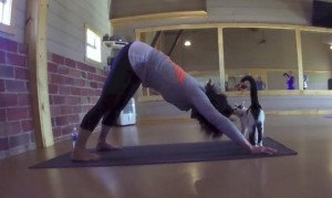 yoga-gatos_9