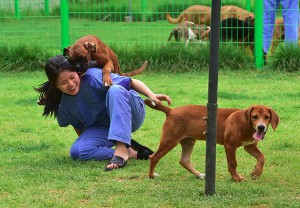 Desde 2006, a 'Sooam Biotech Research Foundation' clonou cerca de 800 cachorros.