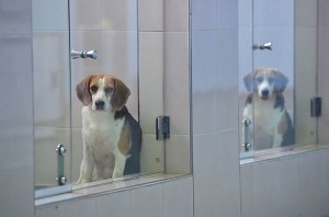 SKOREA-SCIENCE-GENETICS-CLONING-PETS