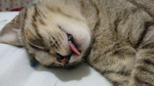foto: Arquivo Pessoal. O tratamento com as agulhas surtiu ótimo efeito para Jujuba, que sofre de uma doença neurológica A gata Xena curou-se das sequelas de uma cirurgia, que incluía uma paralisia, com acupuntura