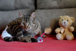 Foto: Antonio Cunha/@cbfotografia.O gato Athos espera por adoção.