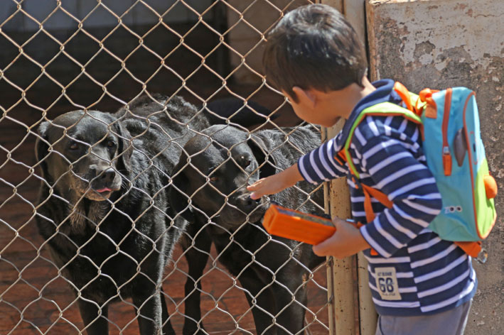 Confira as feiras de adoção de animais