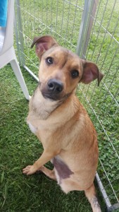 Costinha é amputado e aguarda um lar há quase 1 ano. Foto Divulgação