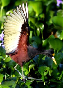 Foto: Rick Sammon