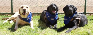 Foto: Projeto Cão-Guia de Cegos DF / PremieR pet