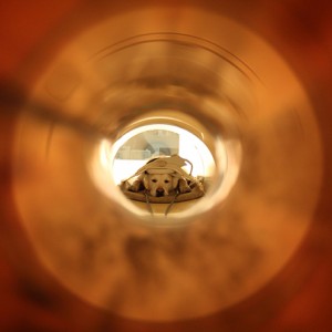 cão em um aparelho de ressonância magnética