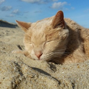 Tigger tira um cochilo em seu lugar preferido: a praia (Foto/Tigger’s Story- The 21 yr. Old Cat & His Bucket List)
