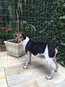 Foto de um cãozinho da raça paulistinha que faz uso de medicamentos-animais