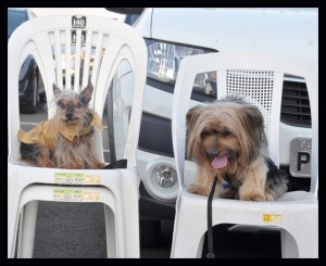 foto de cães e seus tutores durante sessão no cine Drive in em Brasília onde acnteceu a apresentação do filme Pets - a vida secreta dos bichos