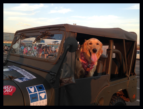 foto de cães e seus tutores durante sessão no cine Drive in em Brasília onde acnteceu a apresentação do filme Pets - a vida secreta dos bichos