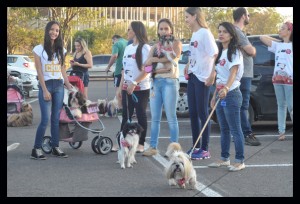 foto de cães e seus tutores durante sessão no cine Drive in em Brasília onde acnteceu a apresentação do filme Pets - a vida secreta dos bichos