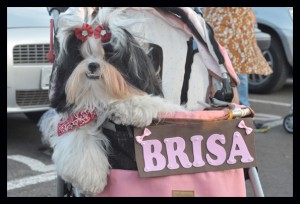 foto de cães e seus tutores durante sessão no cine Drive in em Brasília onde acnteceu a apresentação do filme Pets - a vida secreta dos bichos