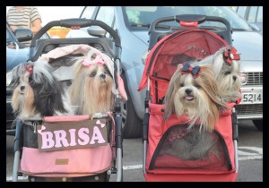 foto de cães e seus tutores durante sessão no cine Drive in em Brasília onde acnteceu a apresentação do filme Pets - a vida secreta dos bichos