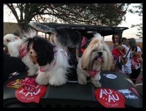 foto de cães e seus tutores durante sessão no cine Drive in em Brasília onde acnteceu a apresentação do filme Pets - a vida secreta dos bichos