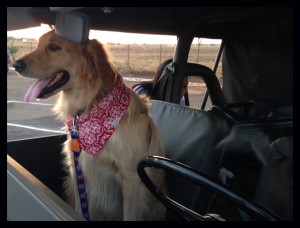 foto de cães e seus tutores durante sessão no cine Drive in em Brasília onde acnteceu a apresentação do filme Pets - a vida secreta dos bichos