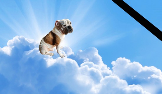 foto montagem do cão Bono Blue, que faleceu nessa segunda-feira-animais