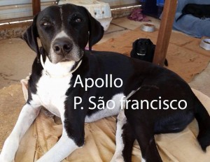 APOLLO_SaoFrancisco